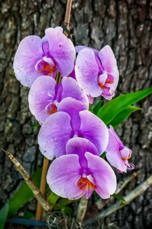 Orquideas