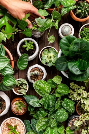 Plantas Ornamentales